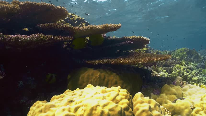 A vivid coral reef bursts with yellow brain corals and layered plates lit by sunlight streaming through clear blue water