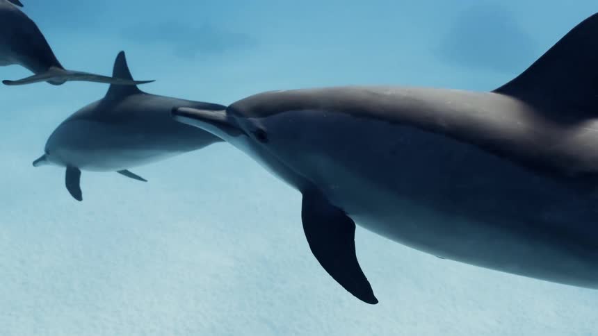 A dolphin swims gracefully underwater alongside another in the background