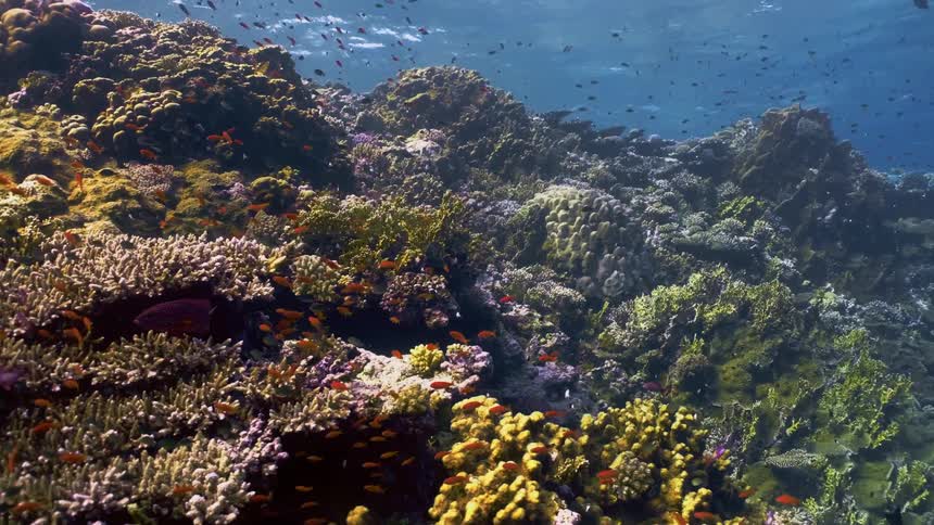 The ocean floor is full of fish