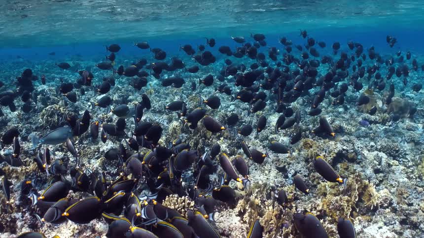 A large school of black and yellow fish swims over a coral reef in clear blue water