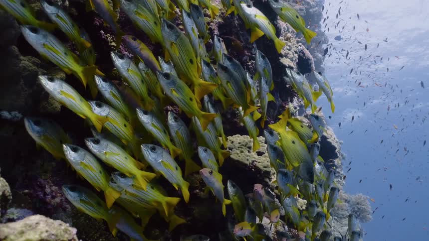 A large school of yellowtail fish swims closely along a coral reef wall underwater