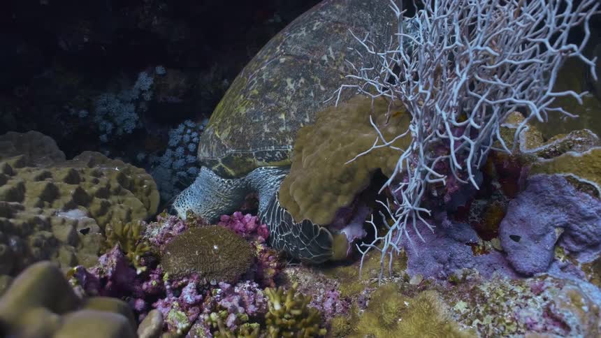 A sea turtle rests among colorful coral and marine life on the ocean floor