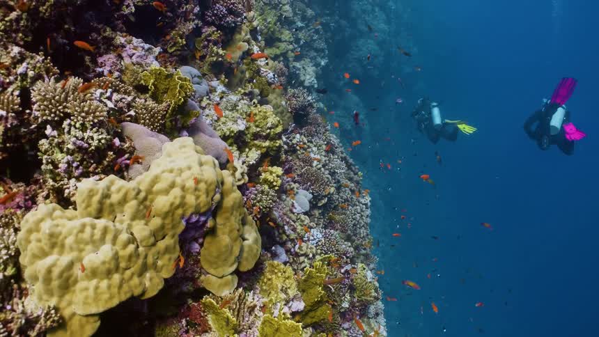 Two scuba divers are swimming past the coral reef
