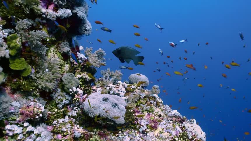 A vibrant coral reef stretches across the seafloor populated by schools of colorful fish in clear sunlit water