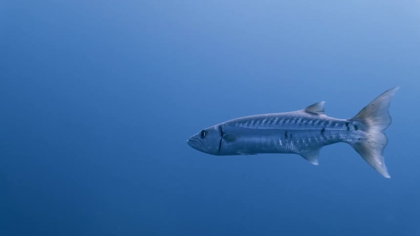 A fish is swimming underwater midday