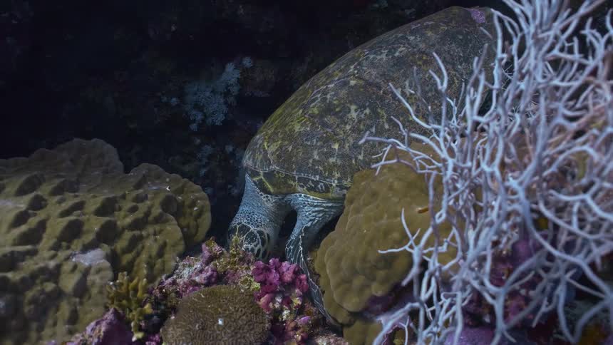 A majestic sea turtle is captured underwater its head partially obscured as it feeds among vibrant corals the turtles flippers are visible showcasing its graceful movements in its natural habitat