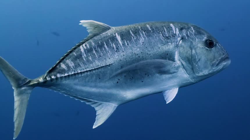 Giant trevally fish swimming under the ocean