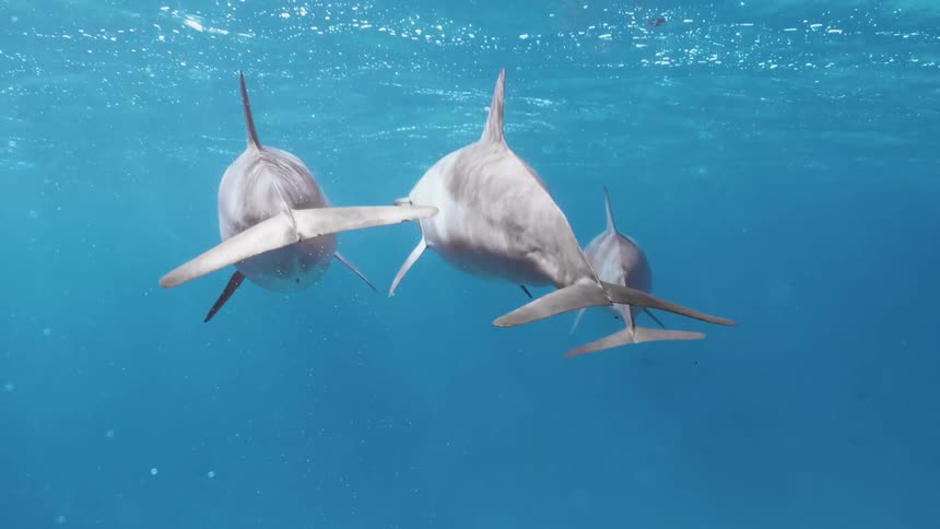 The dolphins touch as they swim underwater