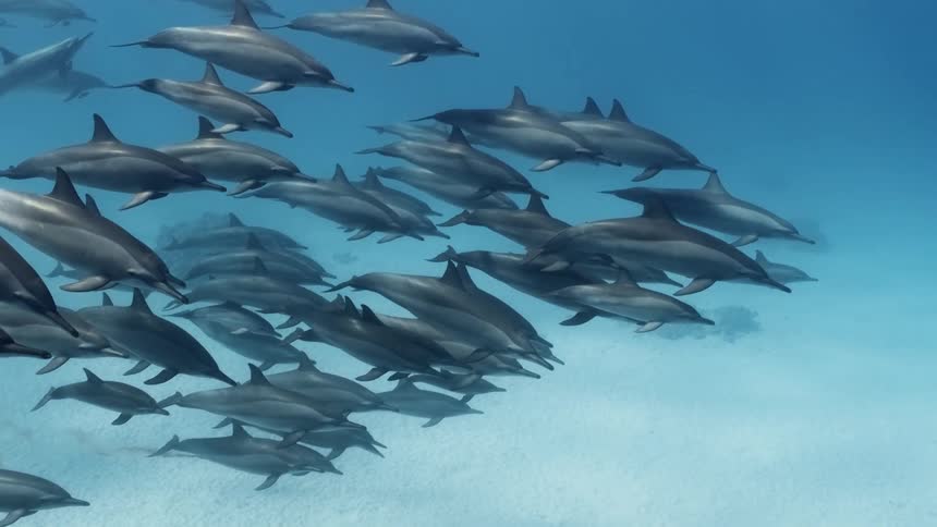 A school of fish and a dolphin are swimming underwater in the ocean at midday