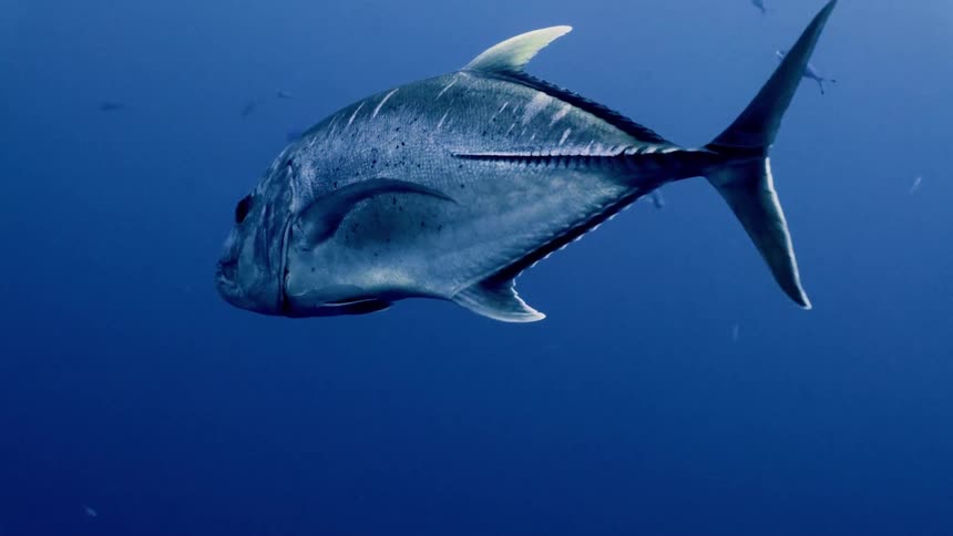 A large fish swims calmly in deep blue ocean water