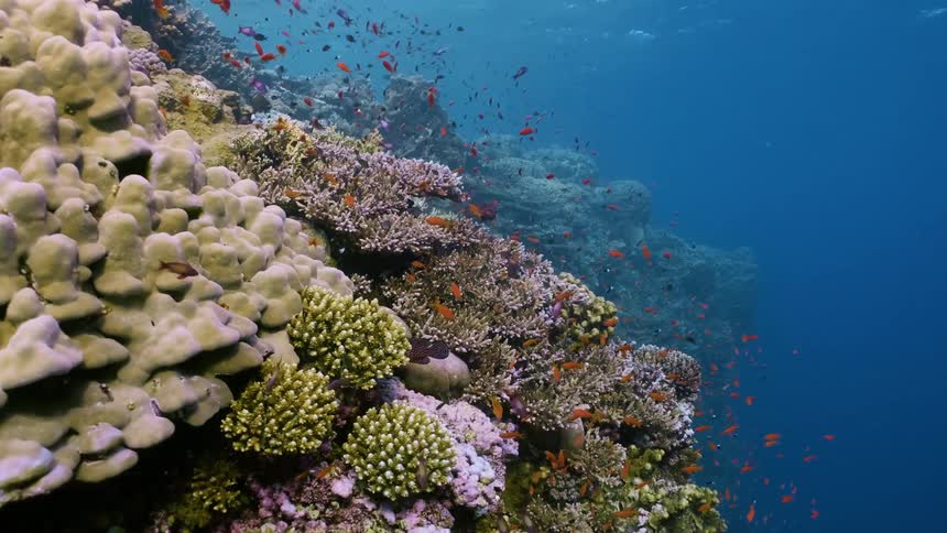 The vibrant video showcases an underwater coral reef teeming with diverse marine life bright orange fish swim gracefully around the colorful coral highlighting the beauty of this underwater ecosystem