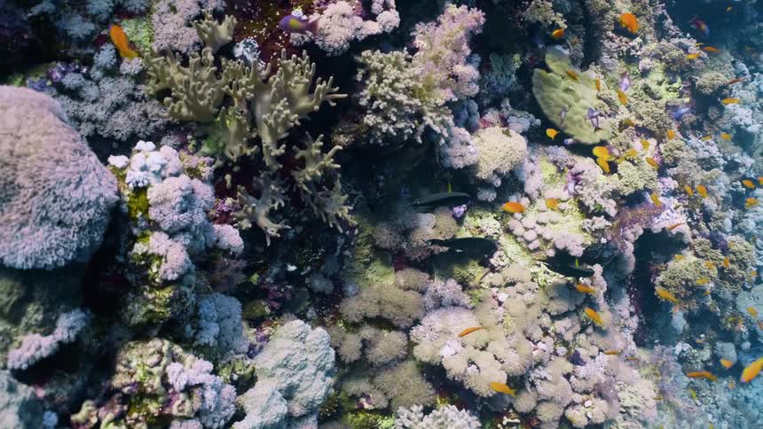 A vibrant underwater scene featuring a diverse coral reef teeming with various colorful fish the fish mainly small orange and black ones swim actively around the intricate coral formations