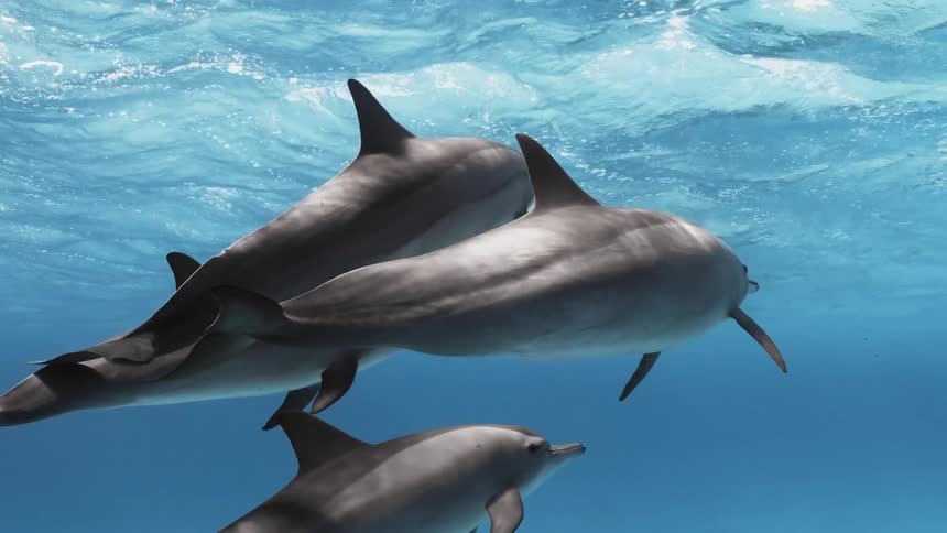 A pod of dolphins swims gracefully underwater in clear blue ocean