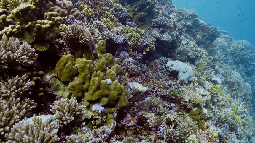 Colorful coral reef filled with diverse marine life underwater