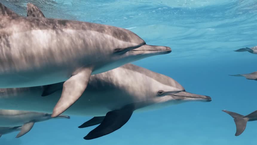 Several dolphins swim through clear blue water casting shadows on the ocean floor below