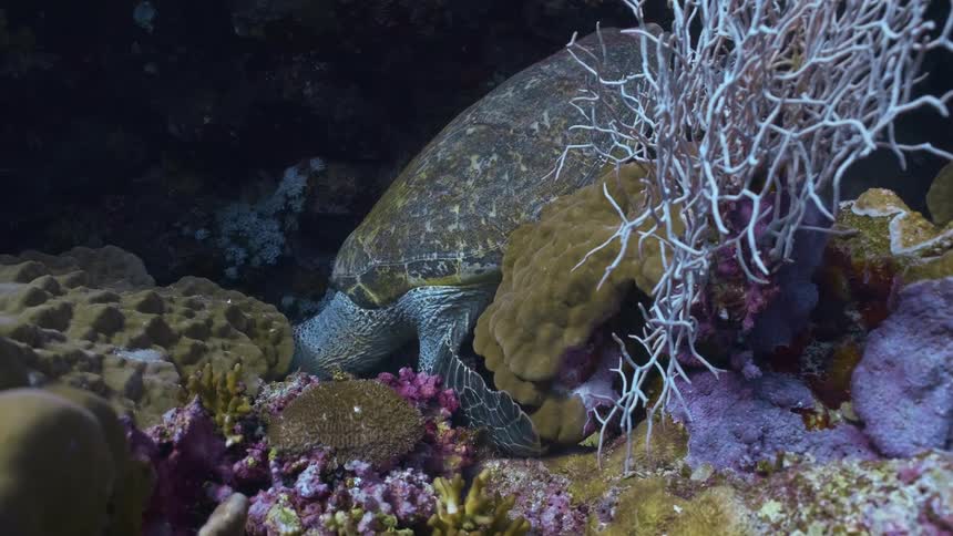 A turtle is deep underwater on the ocean floor searching for food to eat