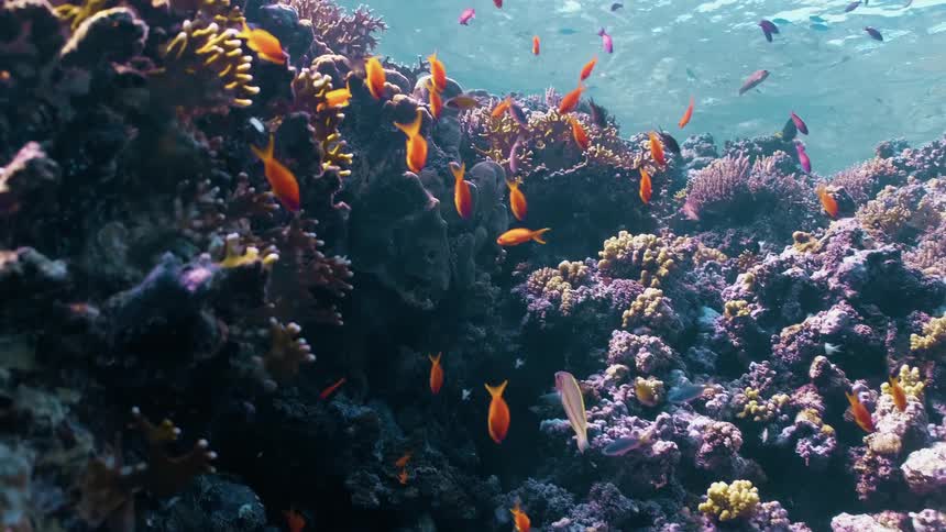 Colorful tropical fish swim around vibrant coral reefs in a clear underwater seascape
