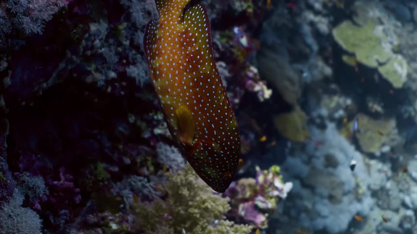 A vibrant orangespotted fish with blue dots swimming gracefully among a colorful coral reef the fish moves slowly allowing for a clear view of its intricate patterns and the surrounding healthy coral ecosystem