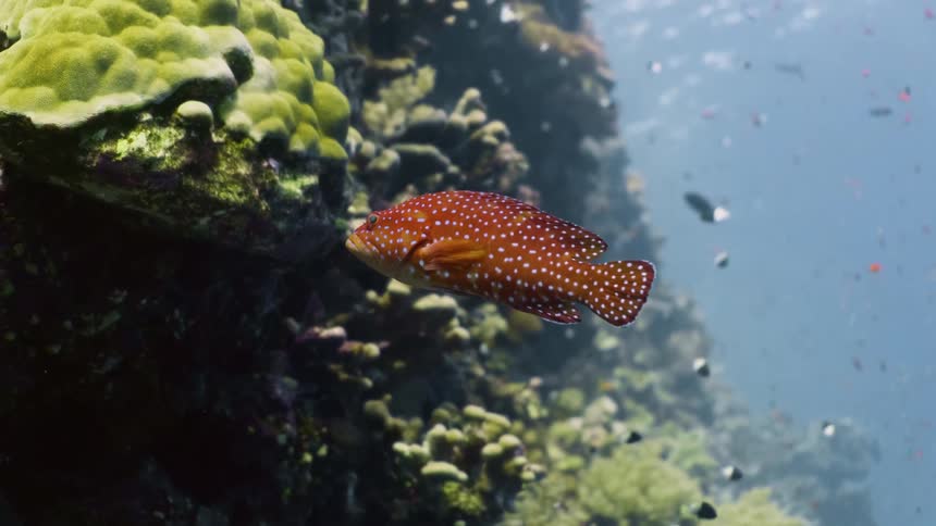 The fish swim underwater in the coral reef