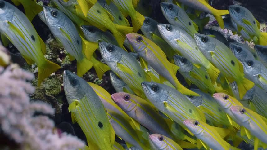 A school of vibrant yellow tailed fish swims together underwater