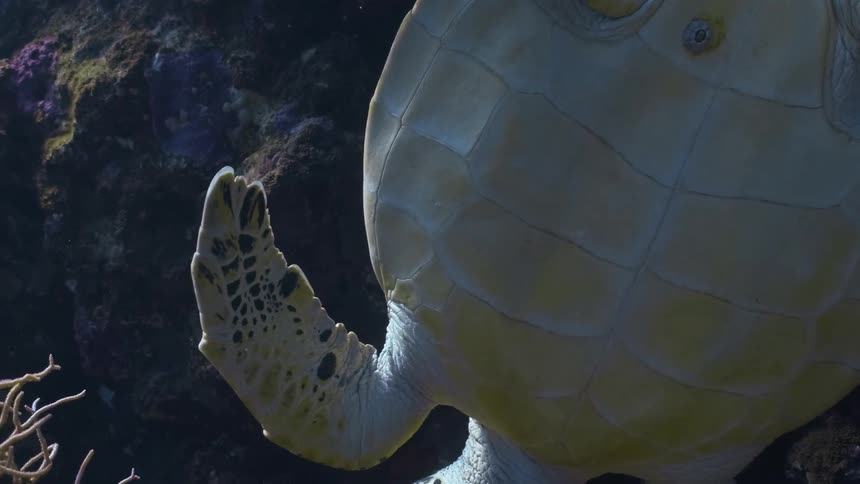 A sea turtle glides above a reef of branching and plate corals framed by shafts of sunlight piercing the clear ocean
