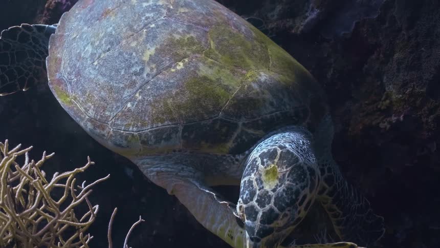 A sea turtle is seen underwater surrounded by a vibrant coral reef it appears to be grazing or interacting with the coral and rocks on the seabed