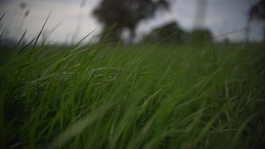 Up close view of grass blades