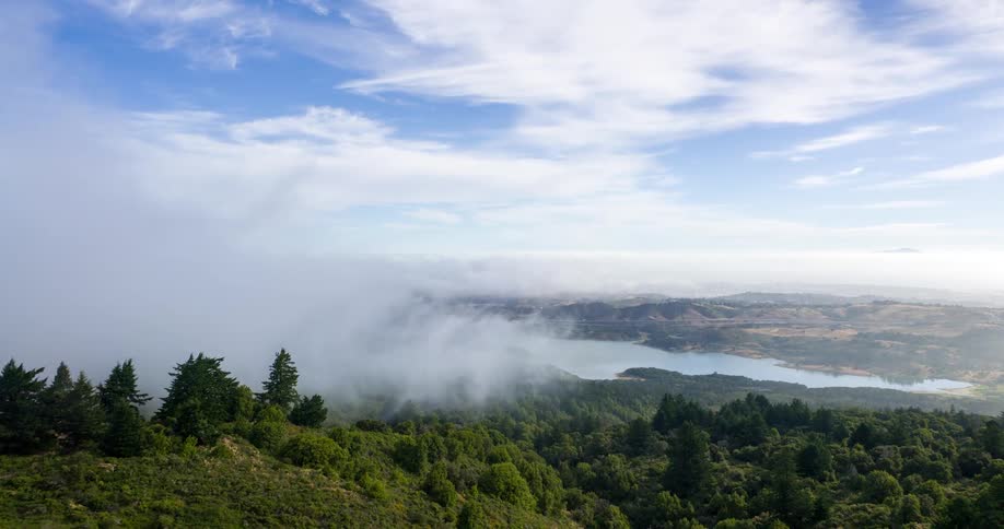 A forest surrounds a stream with fog covering the atmosphere at midday