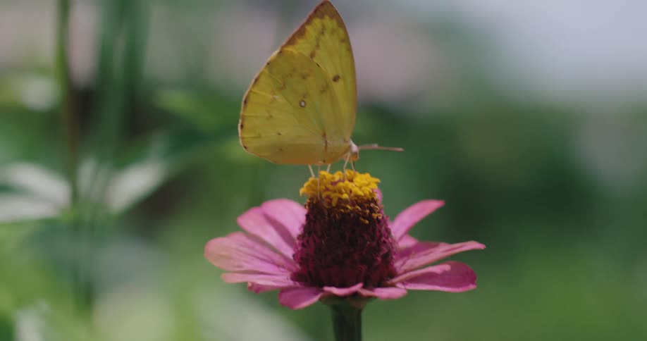 Butterfly performing pollination on a pink flower flies away