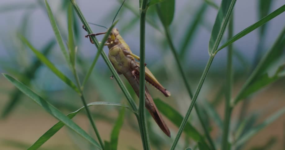 A large grasshopper is captured in a closeup shot its head and intricate eyes clearly visible it slowly turns its head seemingly observing its surroundings within a natural green environment