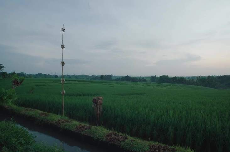 Landscape of an agricultural field on a cloudy morning