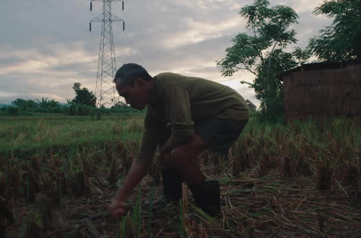 A farmer harvests rice by hand with a sickle in a rural field