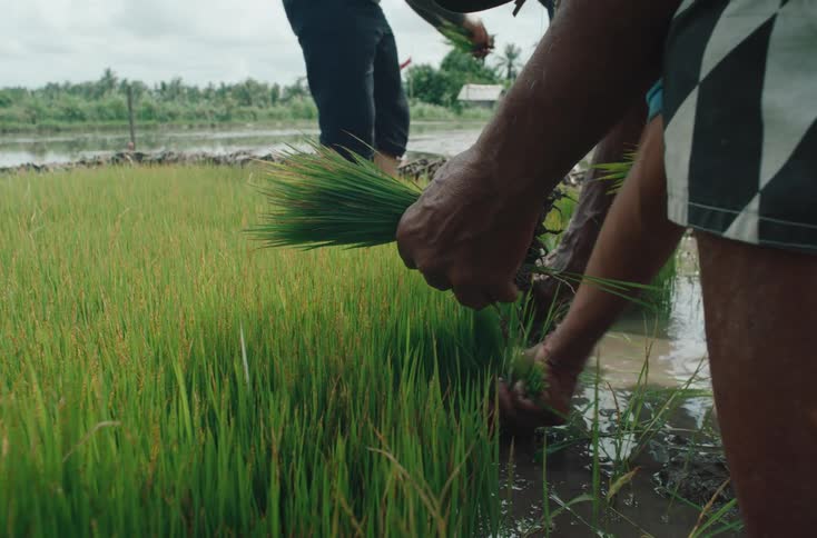 Farmers work in a wet rice paddy carefully gathering young green seedlings by hand