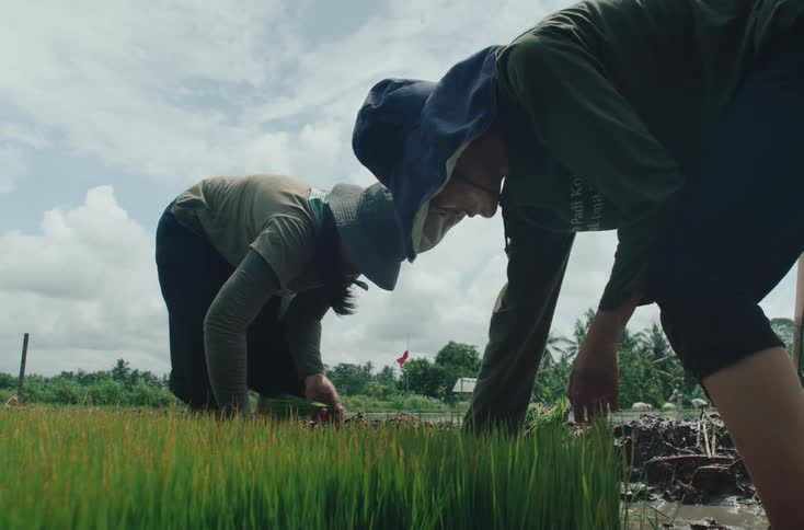 Two individuals likely farmers diligently working in a rice paddy field they are bent over planting young rice shoots into the muddy earth with lush green rice plants already established in the foreground and palm trees