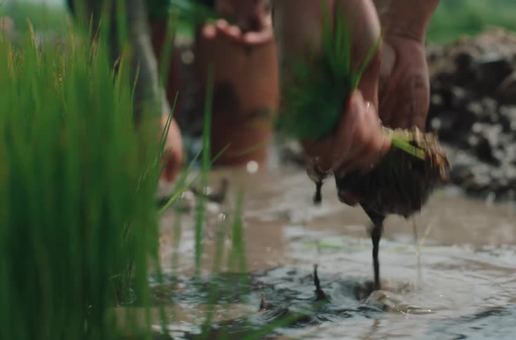 A person washes rice seedlings in water before planting them in a paddy field