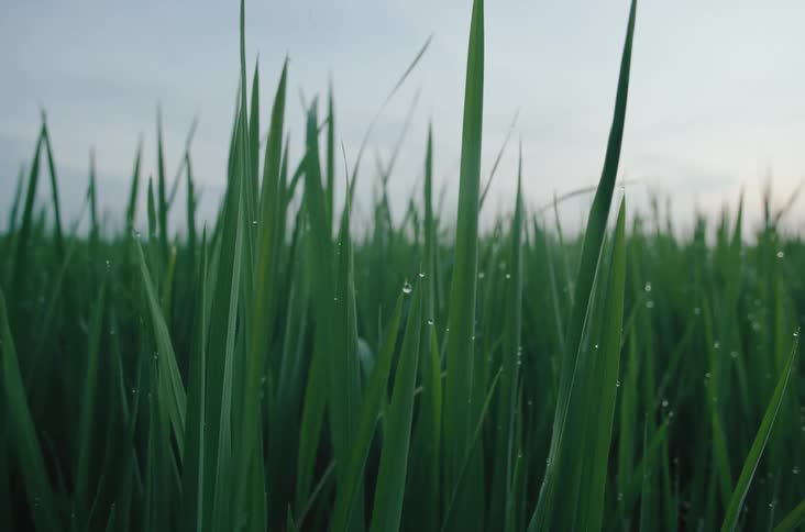 Extreme close up of long grass blades with dew drops swaying in the breeze