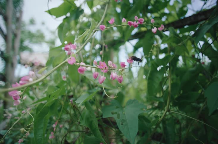 Bee pollinating on small pink flowers blooming on a tree