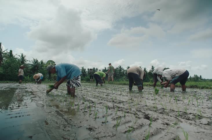Farmers bend over to plant rice seedlings in a wet paddy field under a cloudy sky