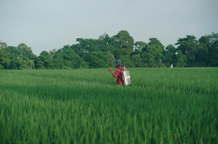 Farmer applying insecticide to a vast green field