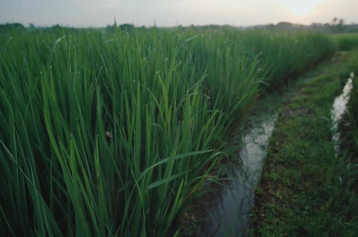 Irrigation channel runs through lush green rice field at sunset