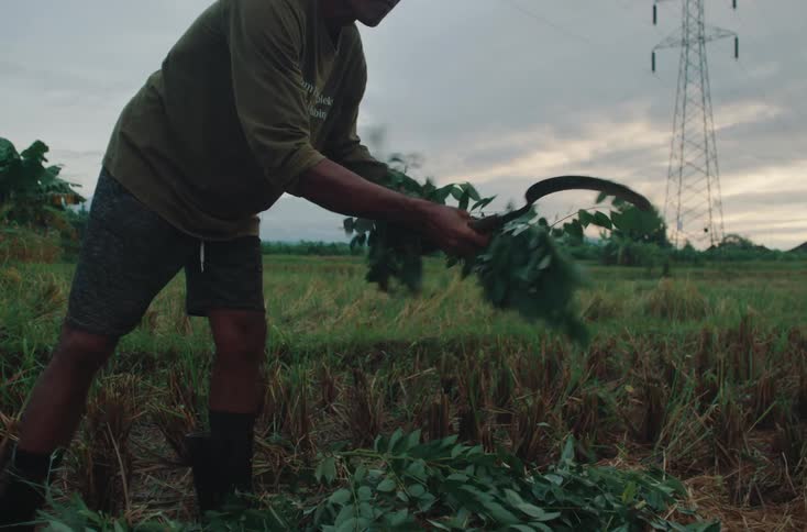 Male farmer uses a sickle to cut plant branches on a farm outdoors during daytime