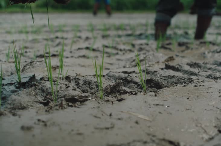 Farmers planting rice