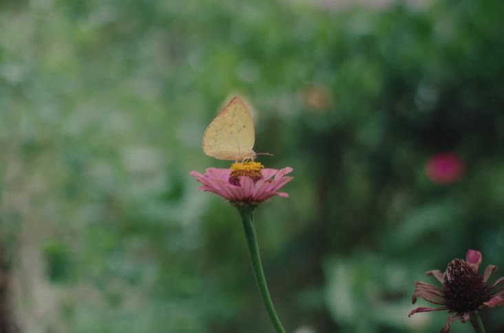 Yellow butterfly on a pink long stemmed flower swaying in the breeze