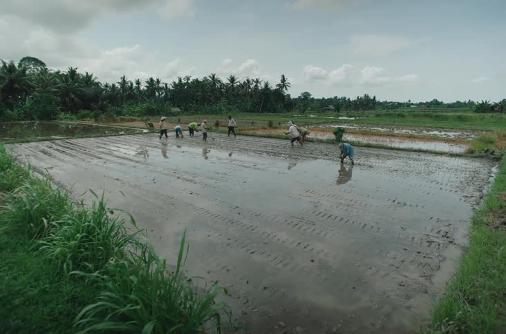 Farmers working in a rice field