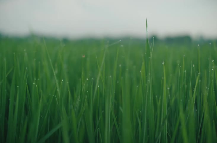 Close up of long grass blades with water droplets swaying in the wind