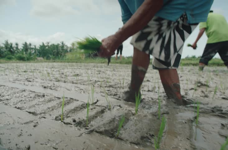 A farmer plants rice seedlings in a muddy field by hand