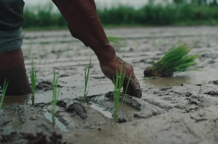 Pair of hands of a man planting rice in an agricultural area