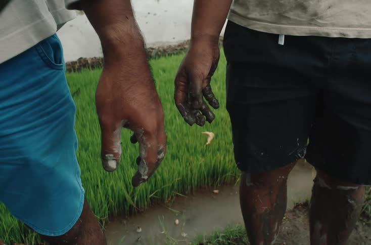 Two people stand ankledeep in a flooded rice field their hands and legs coated in mud