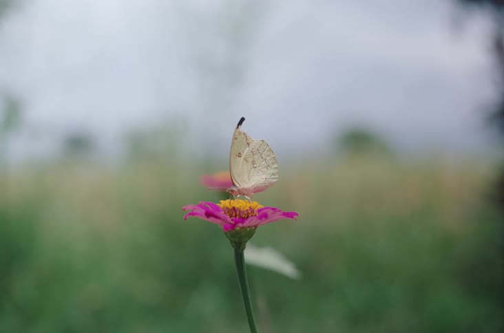 Butterfly feeding off a long stemmed pink flower then flying off