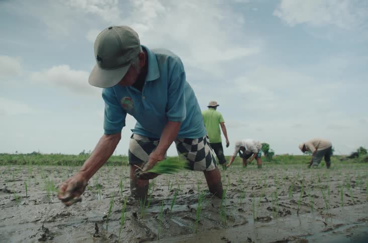 A person kneels in muddy soil planting seedlings while three others tend the field in the background under overcast light